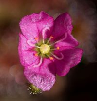 květ Drosera pulchella